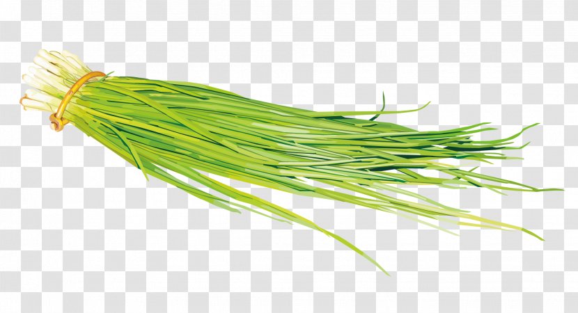 Onion Painting Vegetable Scallion - Grass - Vector Leaves Transparent PNG