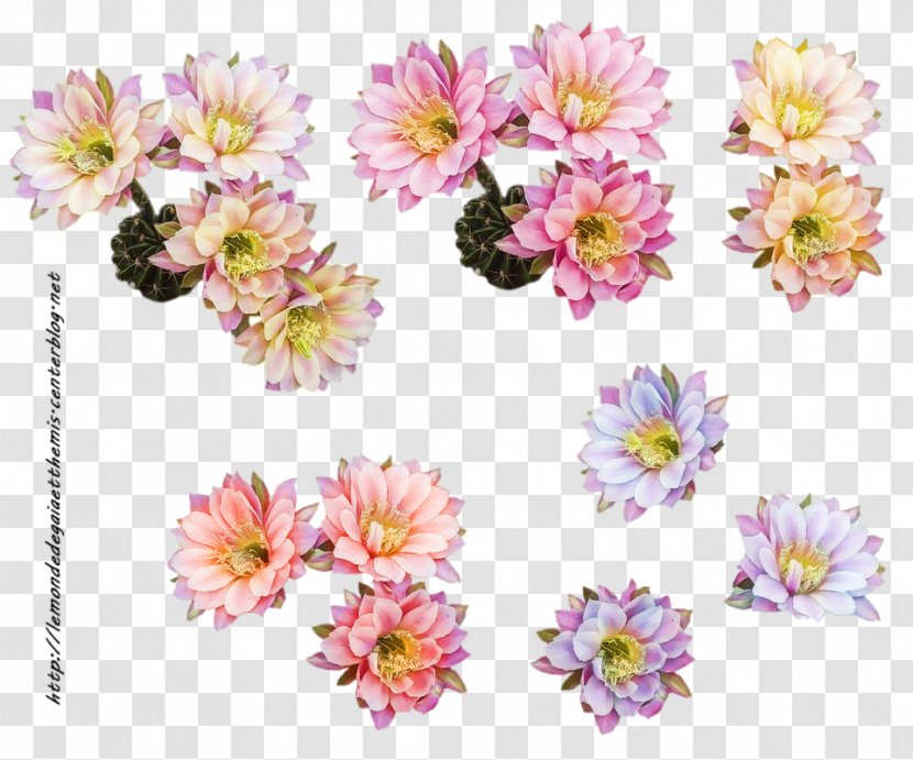 Cut Flowers Floral Design Floristry - Blog - Tube Transparent PNG