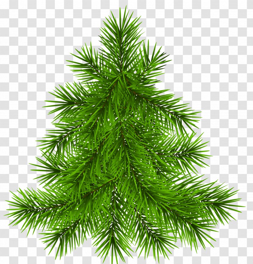 Pine Christmas Clip Art - Spruce Transparent PNG