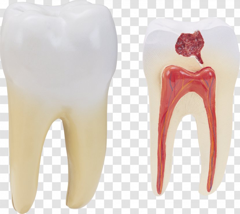 Human Tooth Molar - Frame - Image Transparent PNG