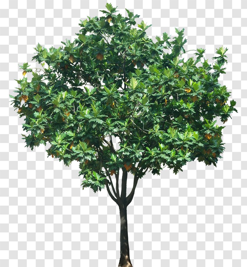 Tree Plant - Evergreen - Trees Transparent PNG