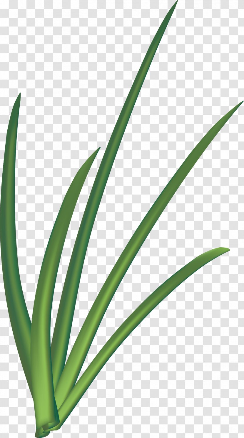Euclidean Vector Onion Scallion Allium Fistulosum - Green Transparent PNG