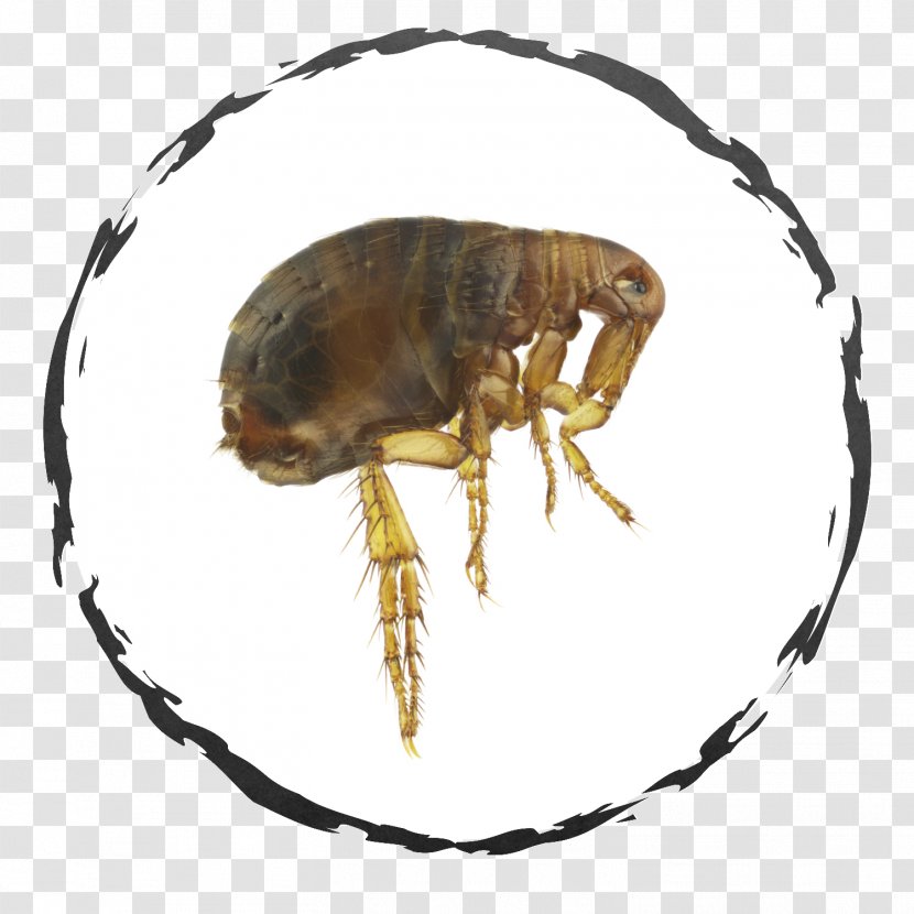 Flea Exodus Exterminating Inc. Insect Cockroach Bed Bug - Bite Transparent PNG