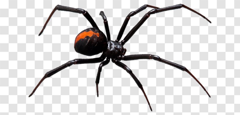 Redback Spider Bite Web Pest Control - Insect - Black Widow Transparent PNG