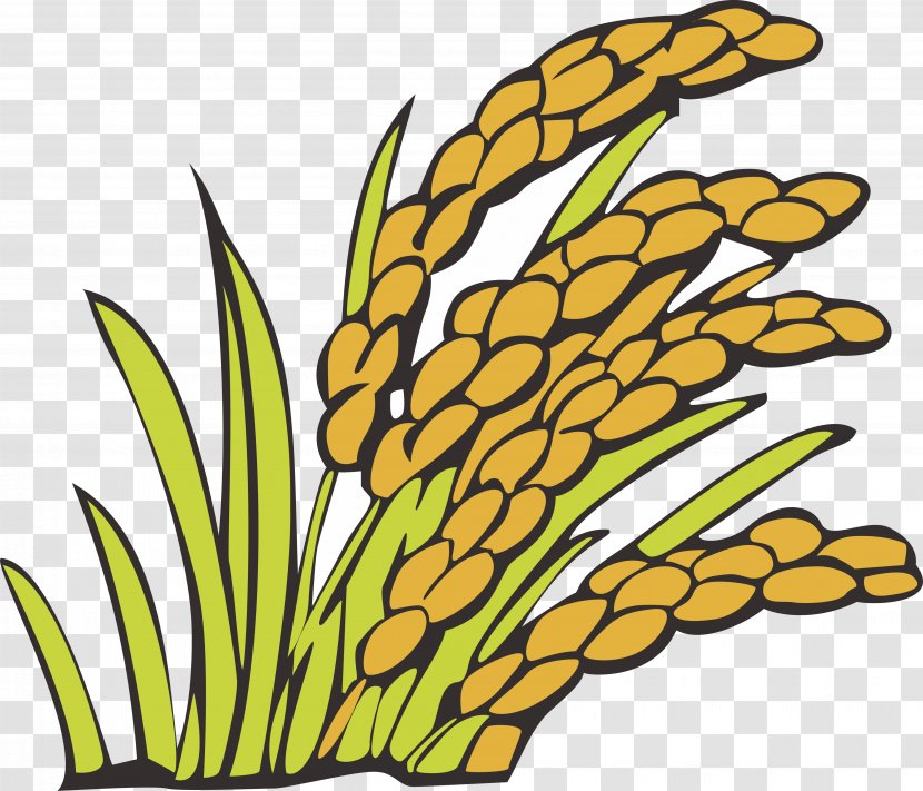 Grauds Crop Rice - Tree - Wheat Vector Element Transparent PNG