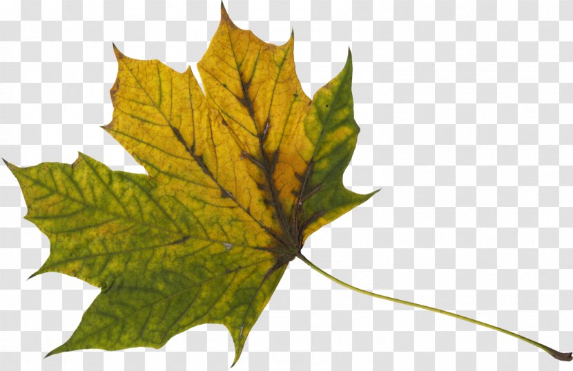 Maple Leaf Download Clip Art - Plane Tree Family - Leaves Transparent PNG