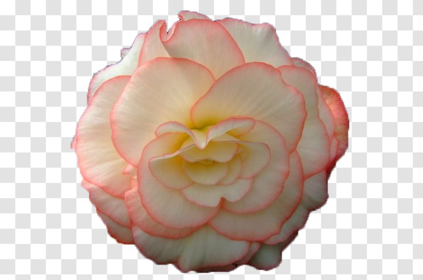 Computer Animation Garden Roses GIF Flower - Smiley Transparent PNG