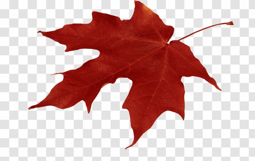 Autumn Leaf Color Red Maple - Sugar - October Fest Transparent PNG