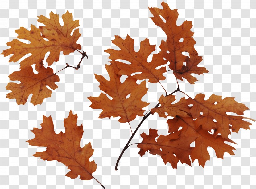 Autumn Leaf Color - Bur Oak - Leaves Transparent PNG