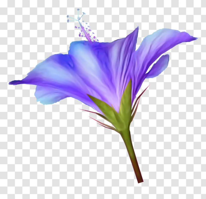 Clip Art Image Flower Transparent PNG