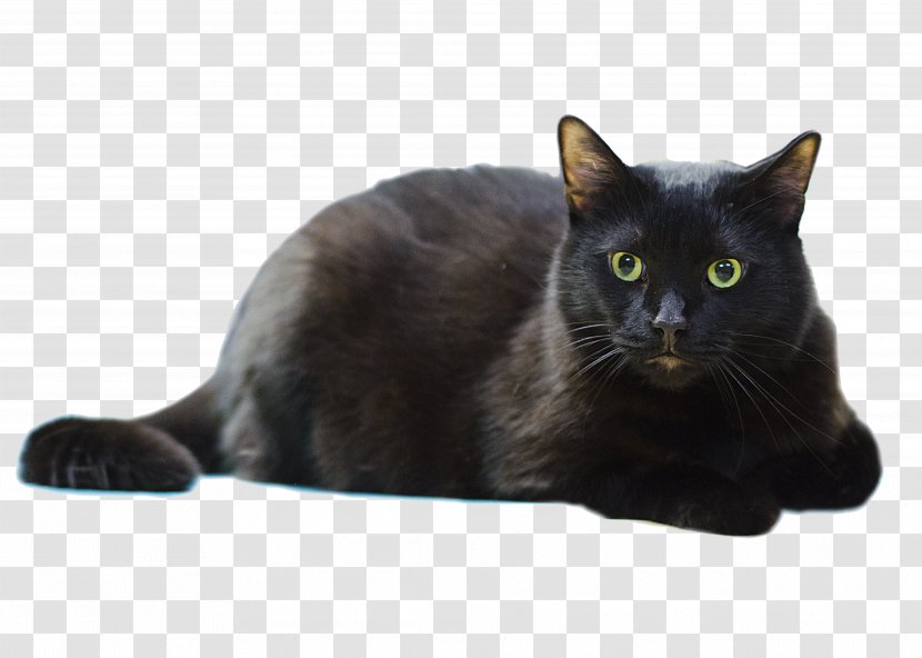 European Shorthair Domestic Short-haired Cat Lenawee Humane Society Whiskers Dog - Black Attack Transparent PNG
