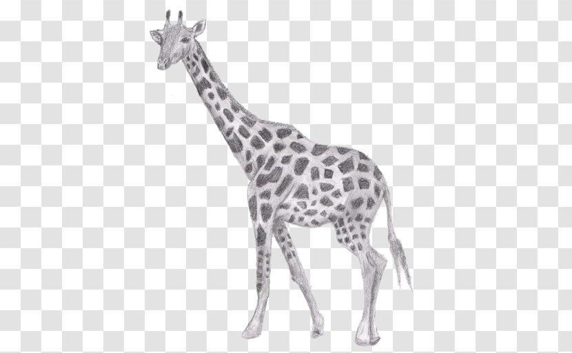 Giraffe Drawing Pencil Sketch - Giraffidae Transparent PNG