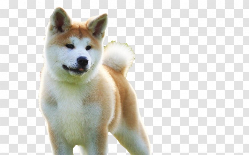 Sakhalin Husky Akita Shikoku Dog Canaan Puppy - Breed - White Transparent PNG