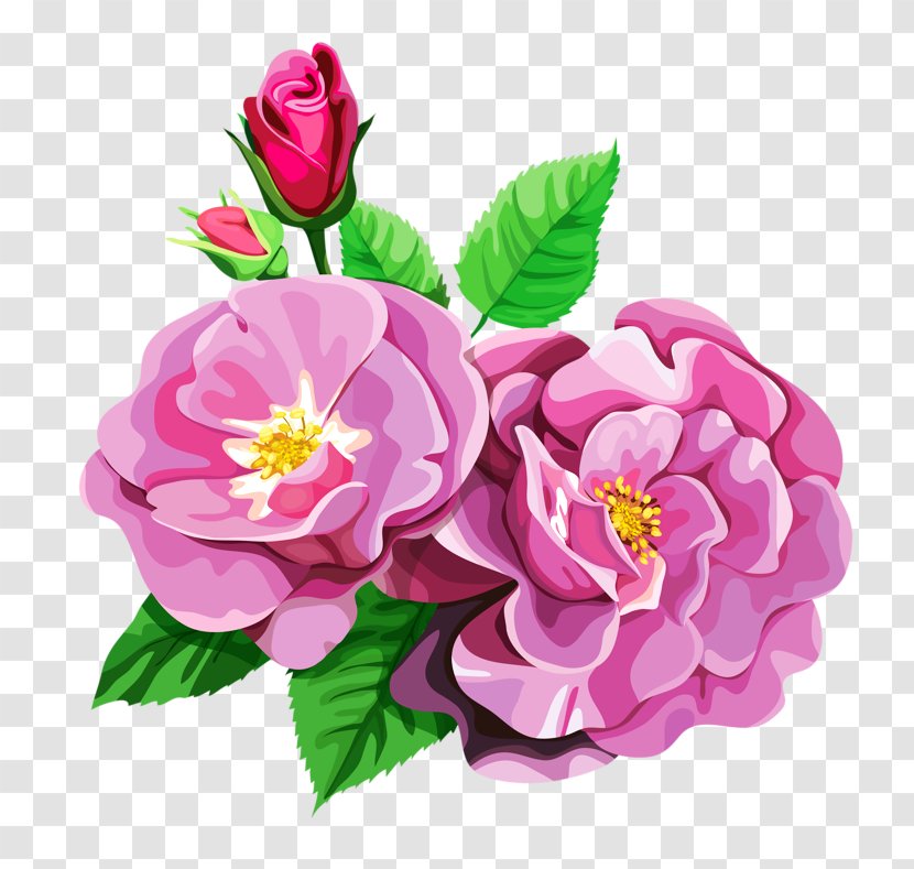Centifolia Roses Garden Flower Bouquet Clip Art - Floral Design - Clipart Transparent PNG