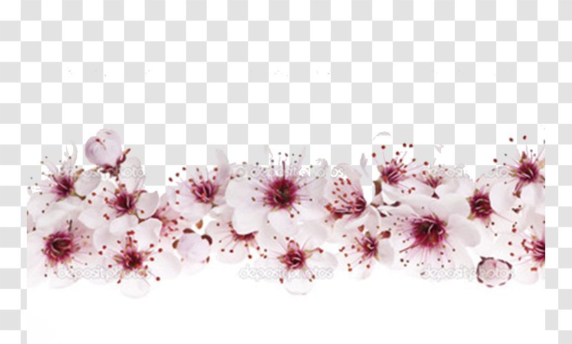 Cherry Blossom Stock Photography Royalty-free Clip Art - Floral Design - Pattern Transparent PNG