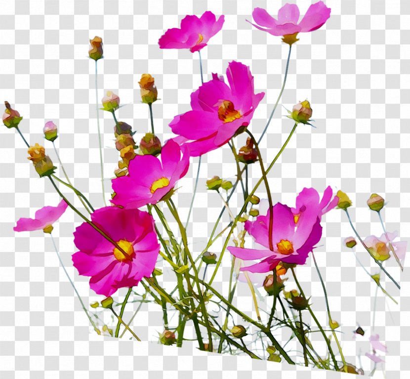 Garden Cosmos Floral Design Cut Flowers Annual Plant Stem - Pink Family Transparent PNG
