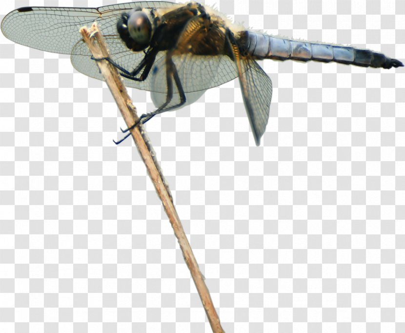 Insect Dragonfly Animal Pollinator - Organism - Dragon Fly Transparent PNG