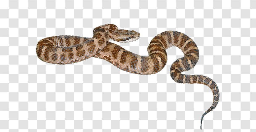 Rattlesnake Vipers Venomous Snake Agkistrodon - Python Family - Yellow Spots Snakes Transparent PNG