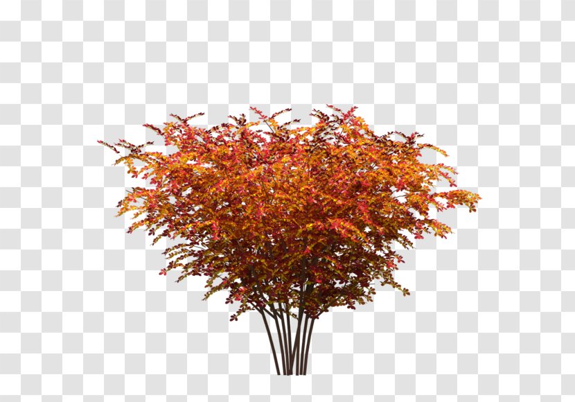 Red Maple Tree Leaf Plant Transparent PNG