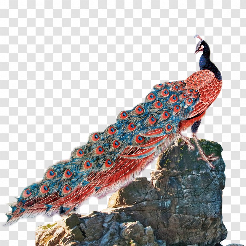 Peafowl Bird Feather - Paint Tool Sai - Peacock Transparent PNG