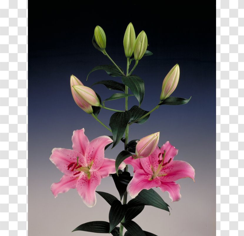 Sorbonne Bulb Easter Lily Golden-rayed Flower - Plant Stem Transparent PNG
