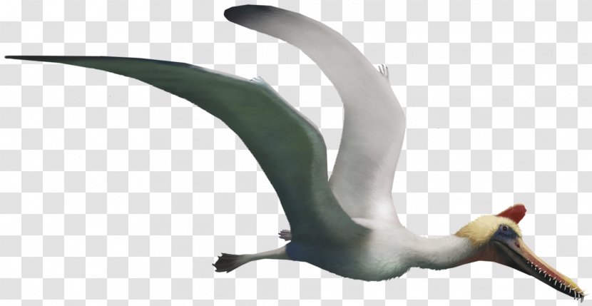 Guidraco Boreopterus Jiufotang Formation Flying Reptiles Pterosaurs - Charadriiformes Transparent PNG