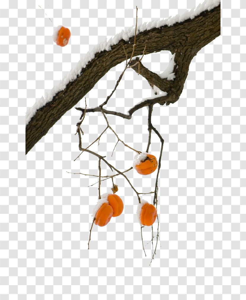 Dongzhi Daxue Solar Term Alamy Stock Photography - Snow Persimmon Tree Transparent PNG