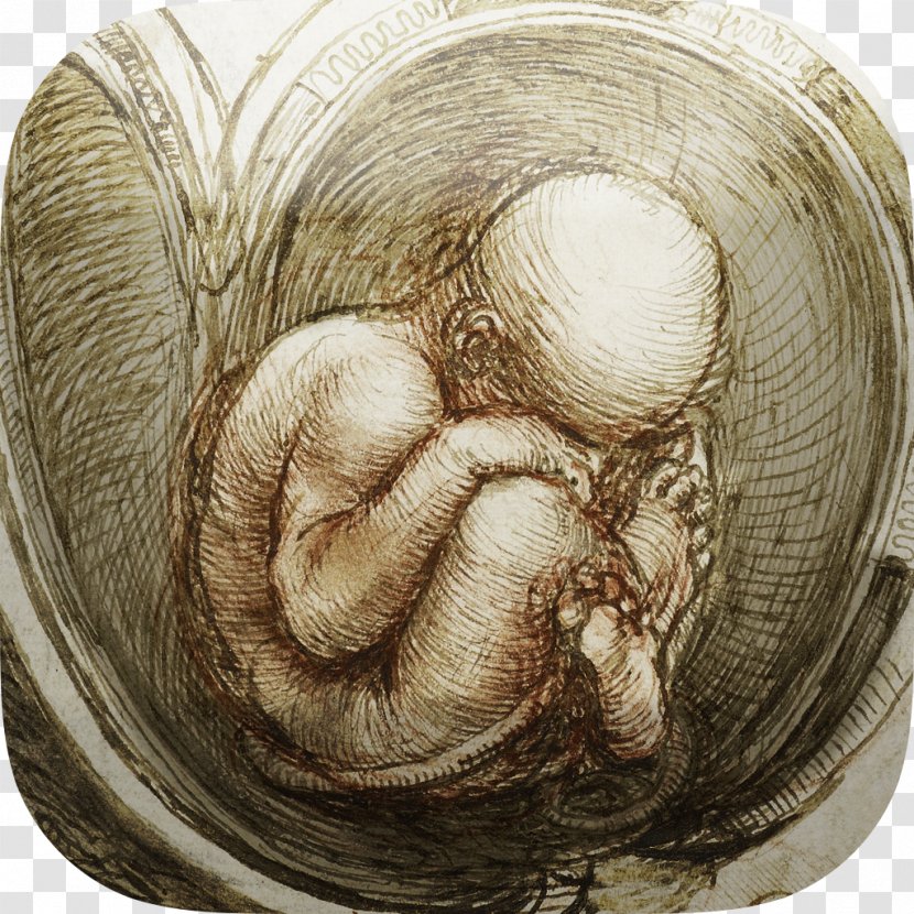 Vitruvian Man Studies Of The Fetus In Womb Renaissance Anatomical Drawings Anatomy - Painting Transparent PNG