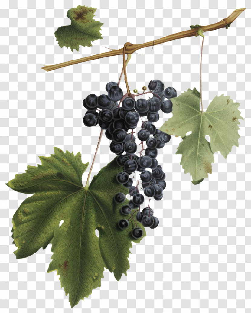 Common Grape Vine Wine Red Wine Grape Grape Leaves Transparent PNG