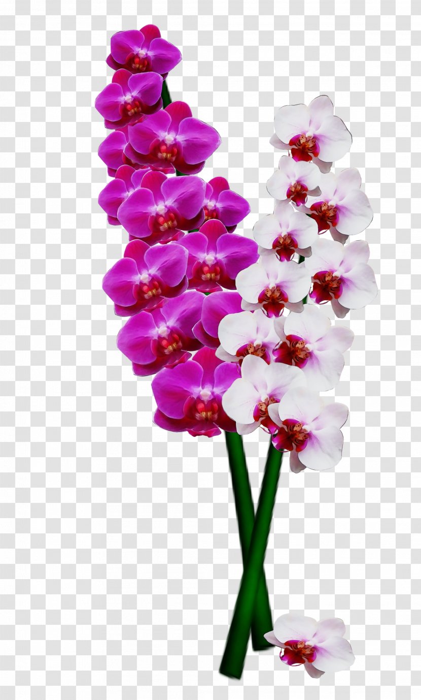 Flower Flowering Plant Cut Flowers Pink - Dendrobium Orchid Transparent PNG