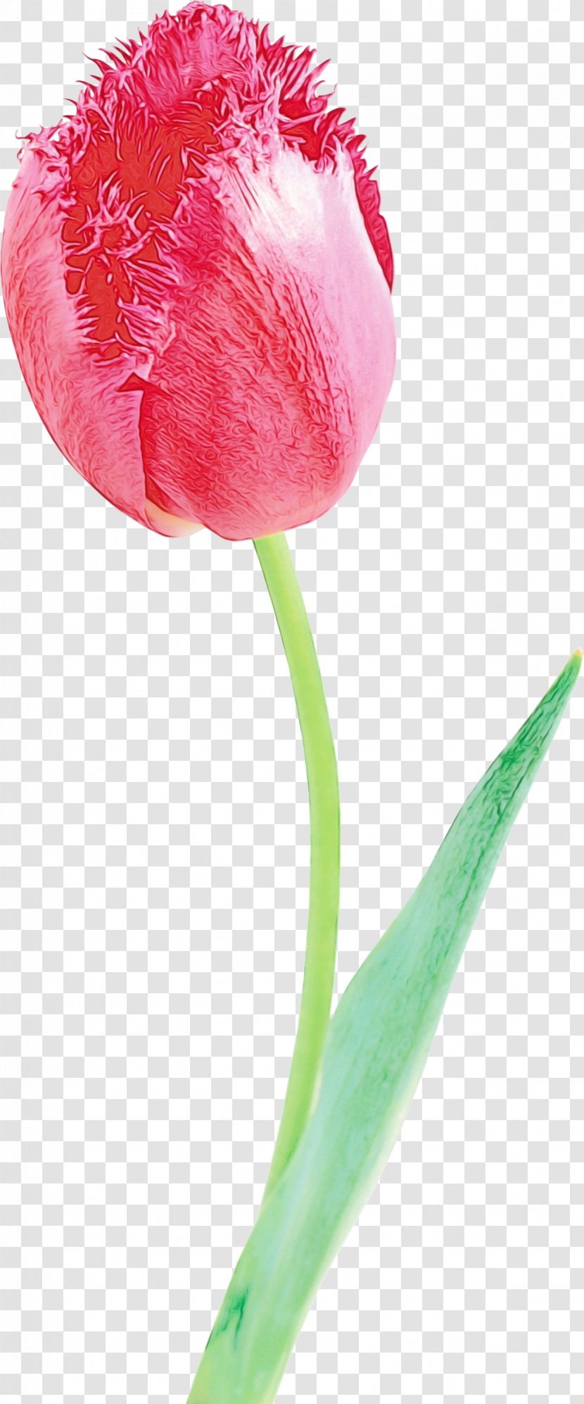 Tulip Flower Petal Pink Cut Flowers - Flowering Plant - Pedicel Transparent PNG