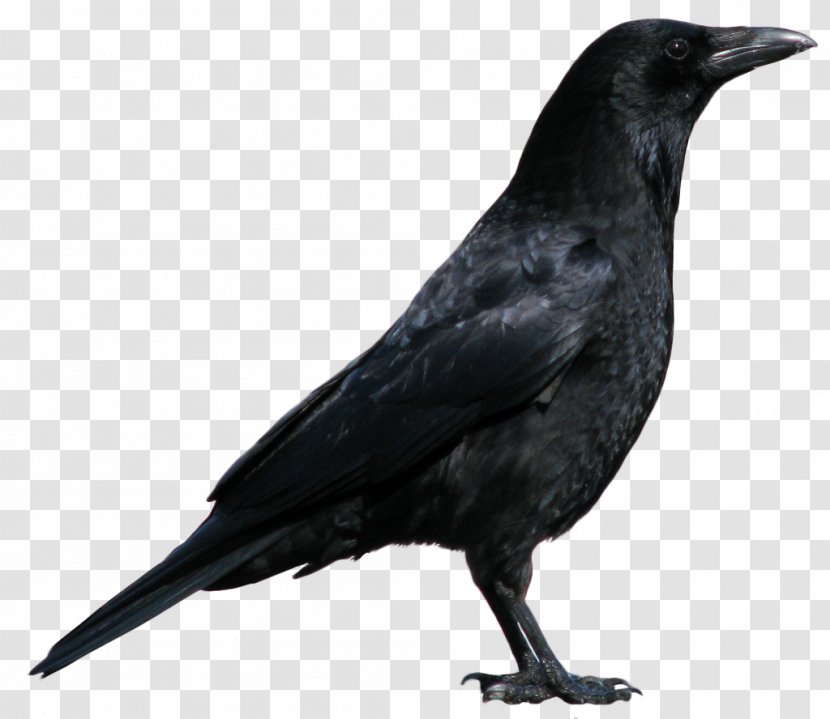 American Crow New Caledonian Rook Common Raven Bird - Online Book - Image Transparent PNG