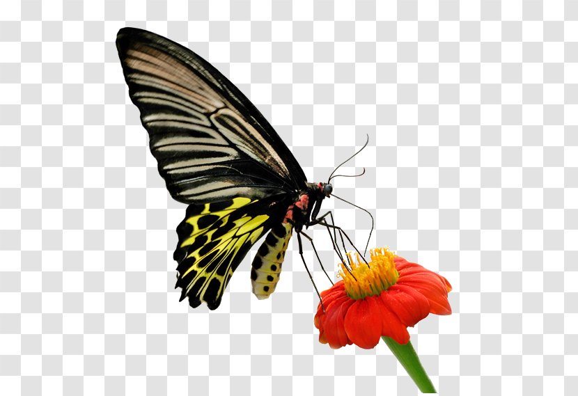 Butterfly Moth Life Thought Love - Brush Footed Transparent PNG