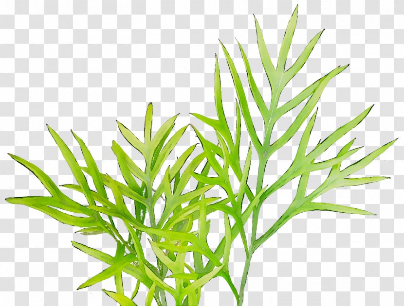 Sweet Grass Plant Stem Tree Aquarium Plants Transparent PNG