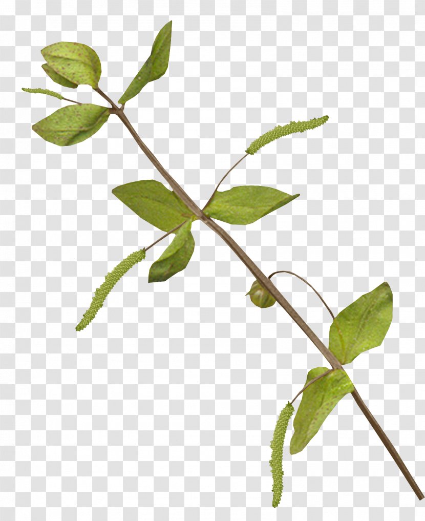 Leaf Plant Stem Branch Twig - I - Foliage Transparent PNG