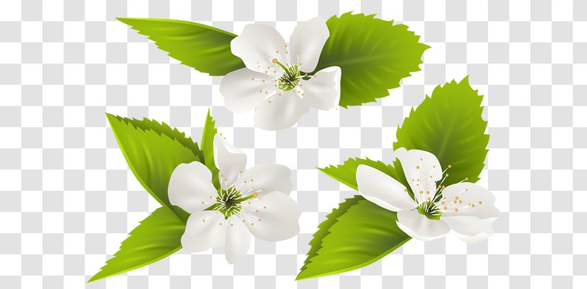 Blossom Flower Clip Art - Petal Transparent PNG