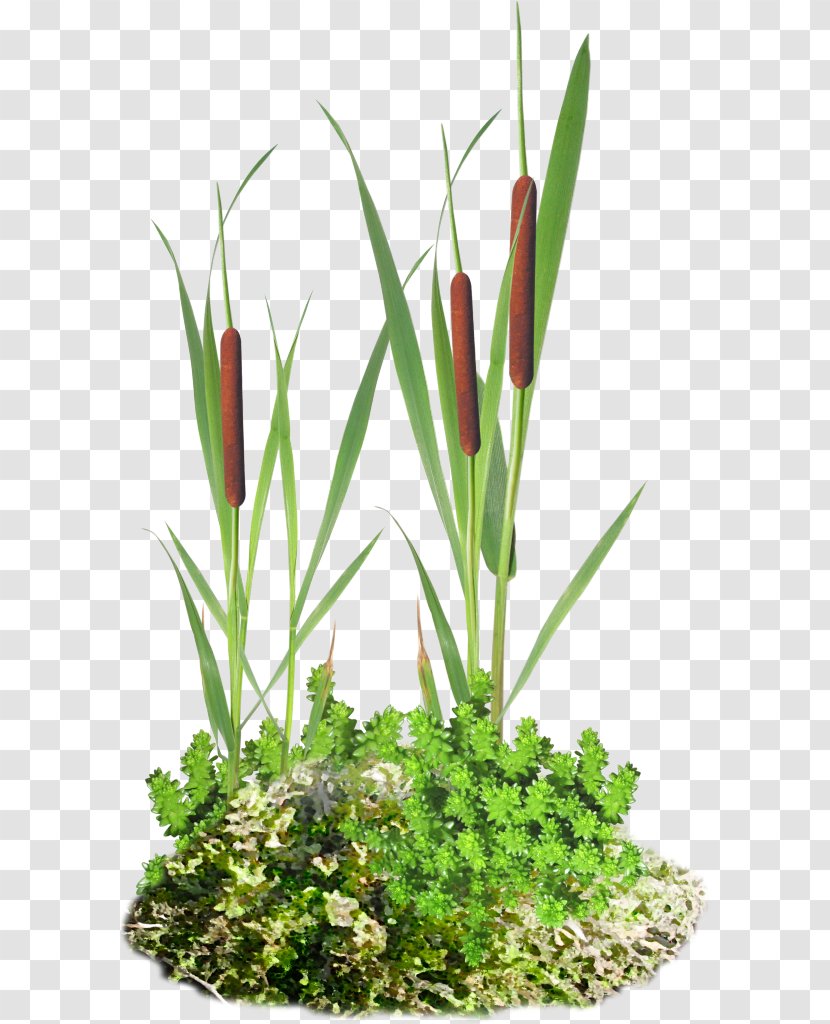 Scirpus Information Clip Art - Grass - Floral Design Transparent PNG