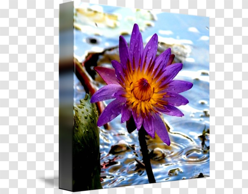 Daisy Family Wildflower Common - Plant - Purple Lily Transparent PNG