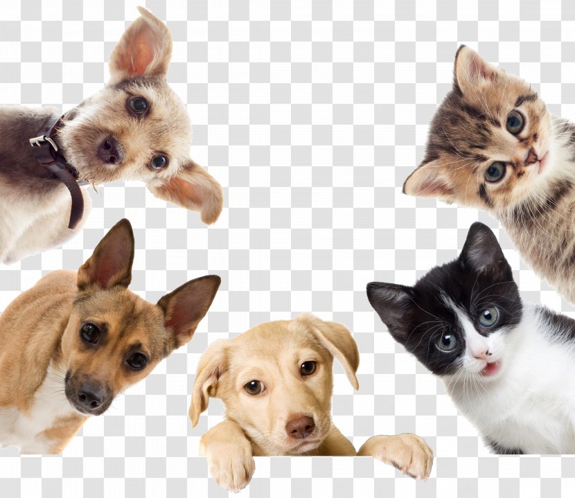 Dog Cat Puppy Kitten Pet Transparent PNG