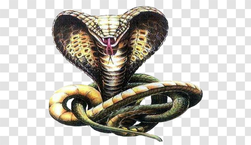 Snakes Indian Cobra Drawing Sketch - Kingsnake - Snake Transparent PNG