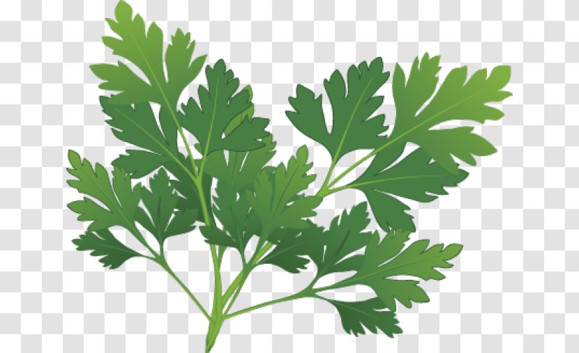 Parsley Herb Spice Clip Art - Family - Sprig Transparent PNG