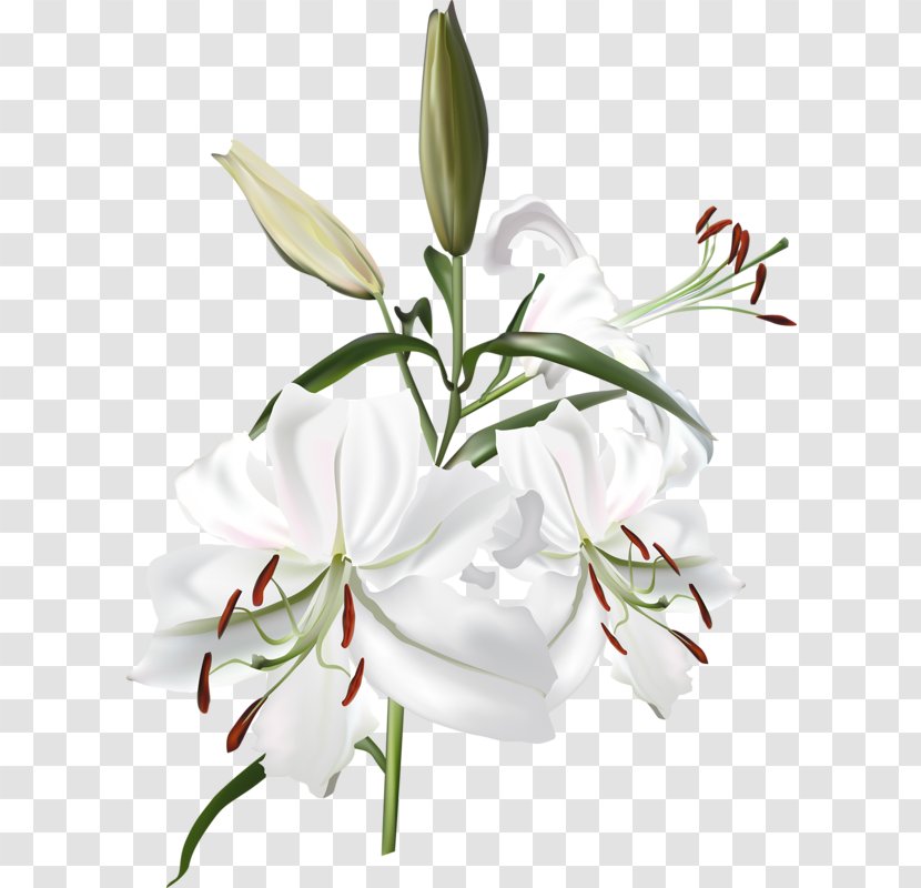 Lilium Flower Transparent PNG