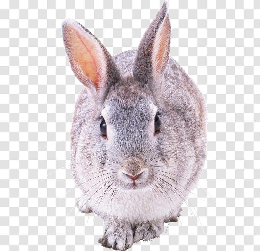 Hare European Rabbit Clip Art - Leporids - OceN Transparent PNG