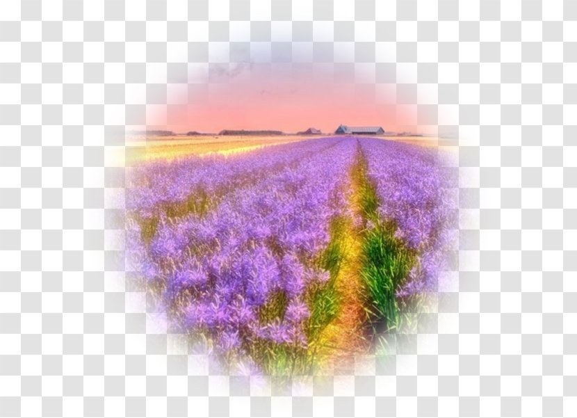Nature Desktop Wallpaper Flower Landscape HVGA - Prom Transparent PNG