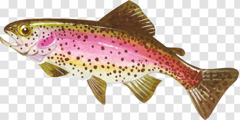 Coastal Cutthroat Trout Salmon Freshwater Fish - Common Rudd Transparent PNG