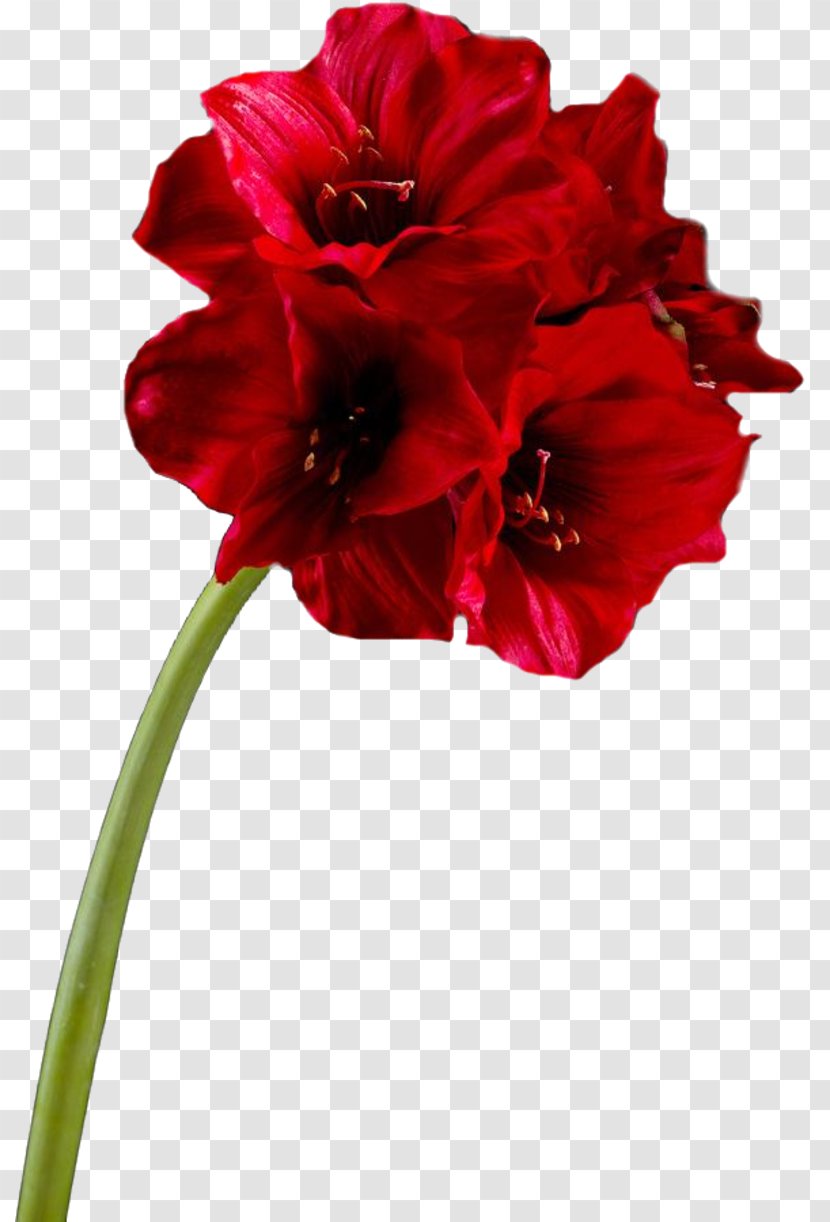 Cut Flowers Plant Stem Painting Blume - Red - Flower Transparent PNG