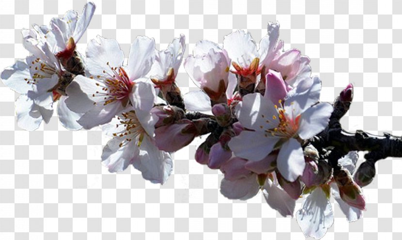 Cherry Blossom Cut Flowers Spring Petal Transparent PNG