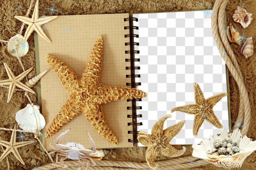High-definition Television Starfish Video 1080p Wallpaper - Highdefinition - Mood Frame Pictures Transparent PNG