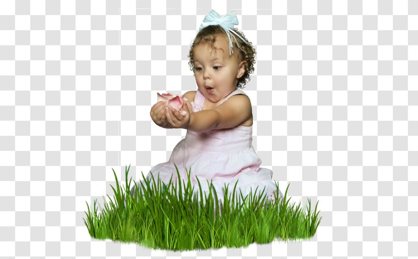Lawn Clip Art - Grass Family - Prunella Transparent PNG