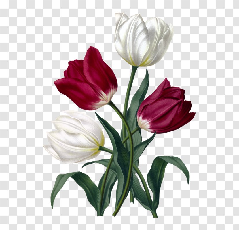Tulip Haarlem Cut Flowers Floral Design Botanical Illustration - Flowering Plant Transparent PNG